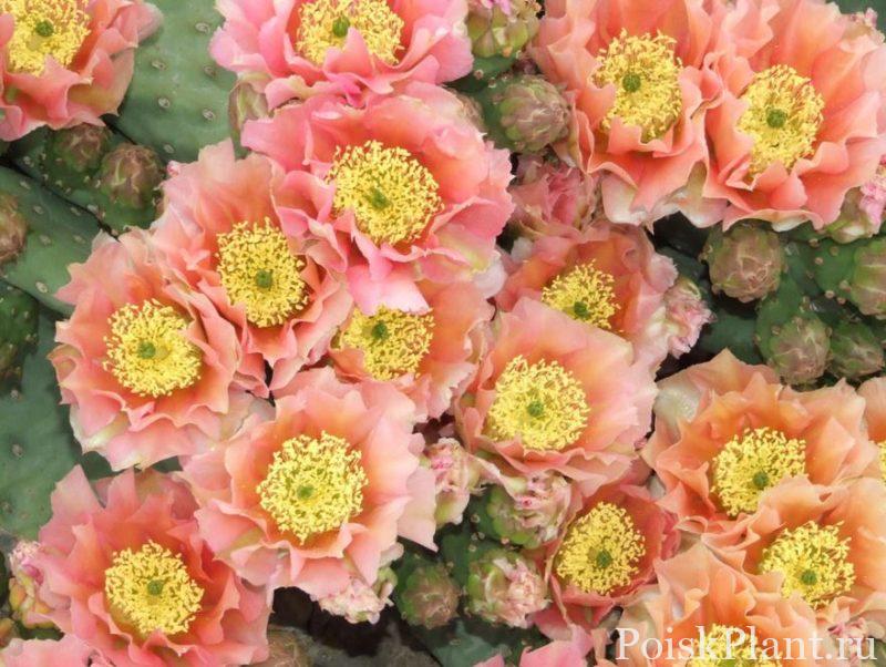 Опунция гибридная Apricot Glory
