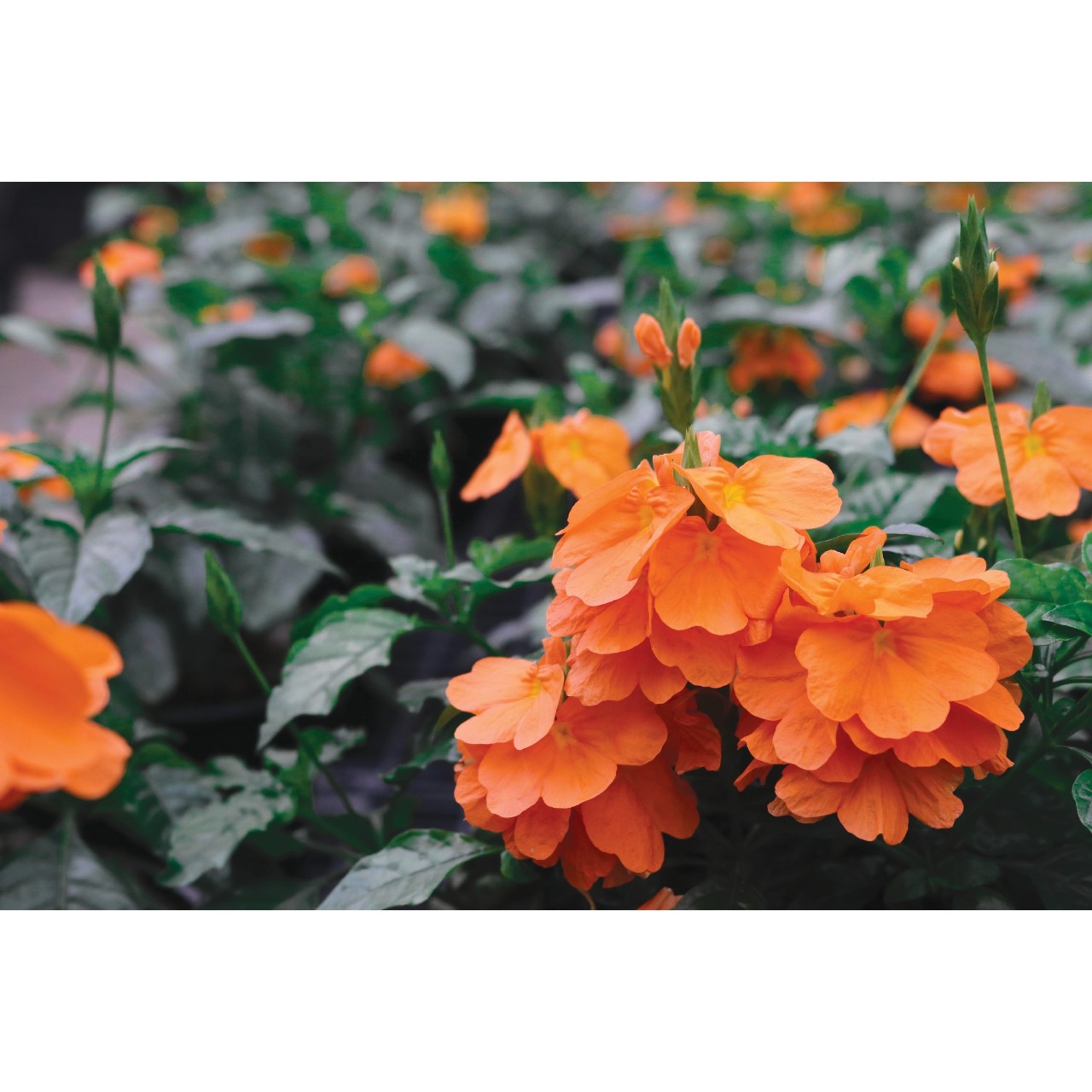 Кроссандра Crossandra Orange