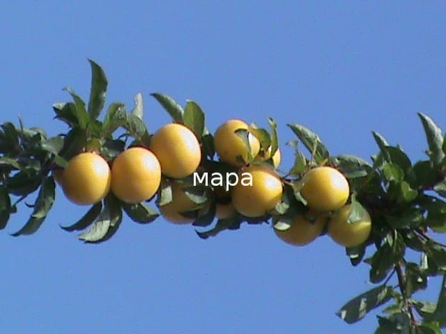 Алыча Мара