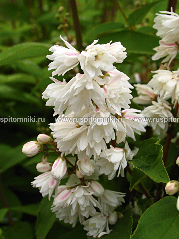 Дейция шершавая, шероховатая, городчатая Plena