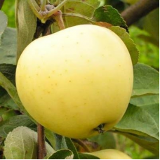 Яблоня Белый налив (Malus)
