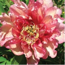 Пион Ито-гибрид (Paeonia itoh-hybrid Hillary)