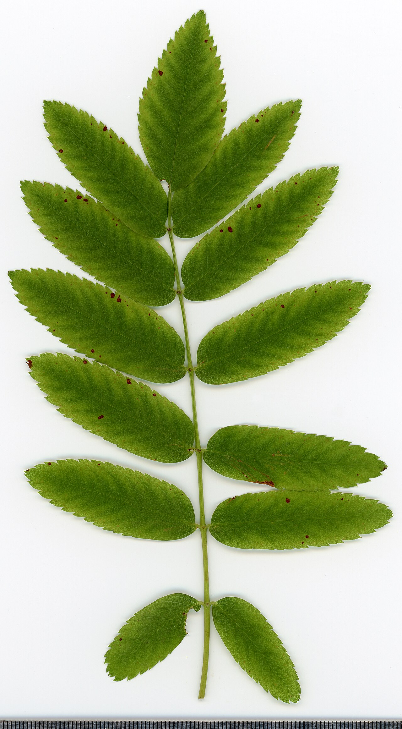 Рябина обыкновенная Sheerwater Seedling