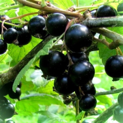smorodina-ribes-chernaya