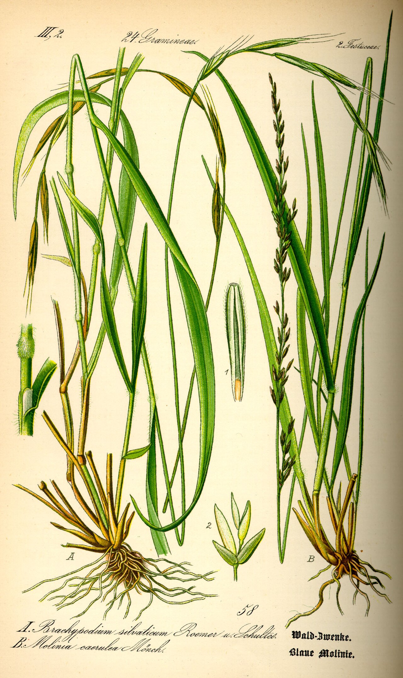 Молиния голубая (сорт 'Moorhexe')