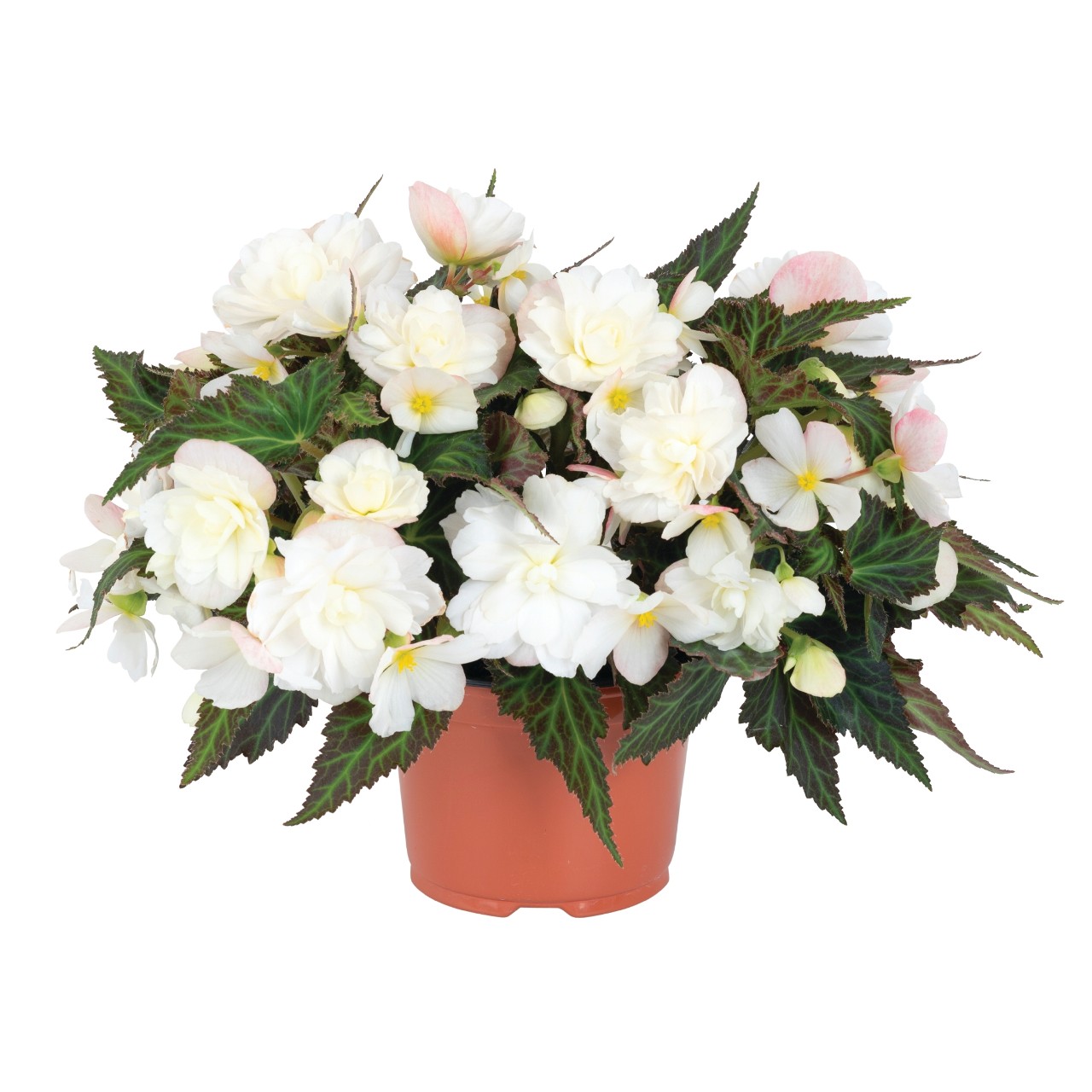 Бегония I'CONIA Portofino White