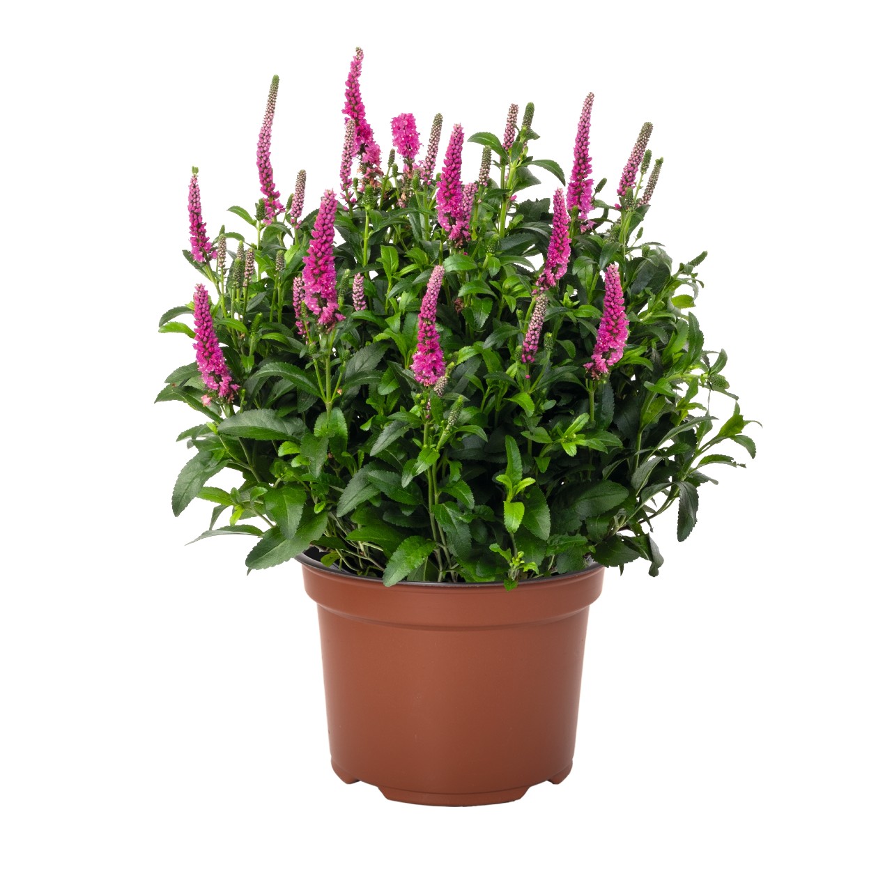 Вероника Candela Hot Pink