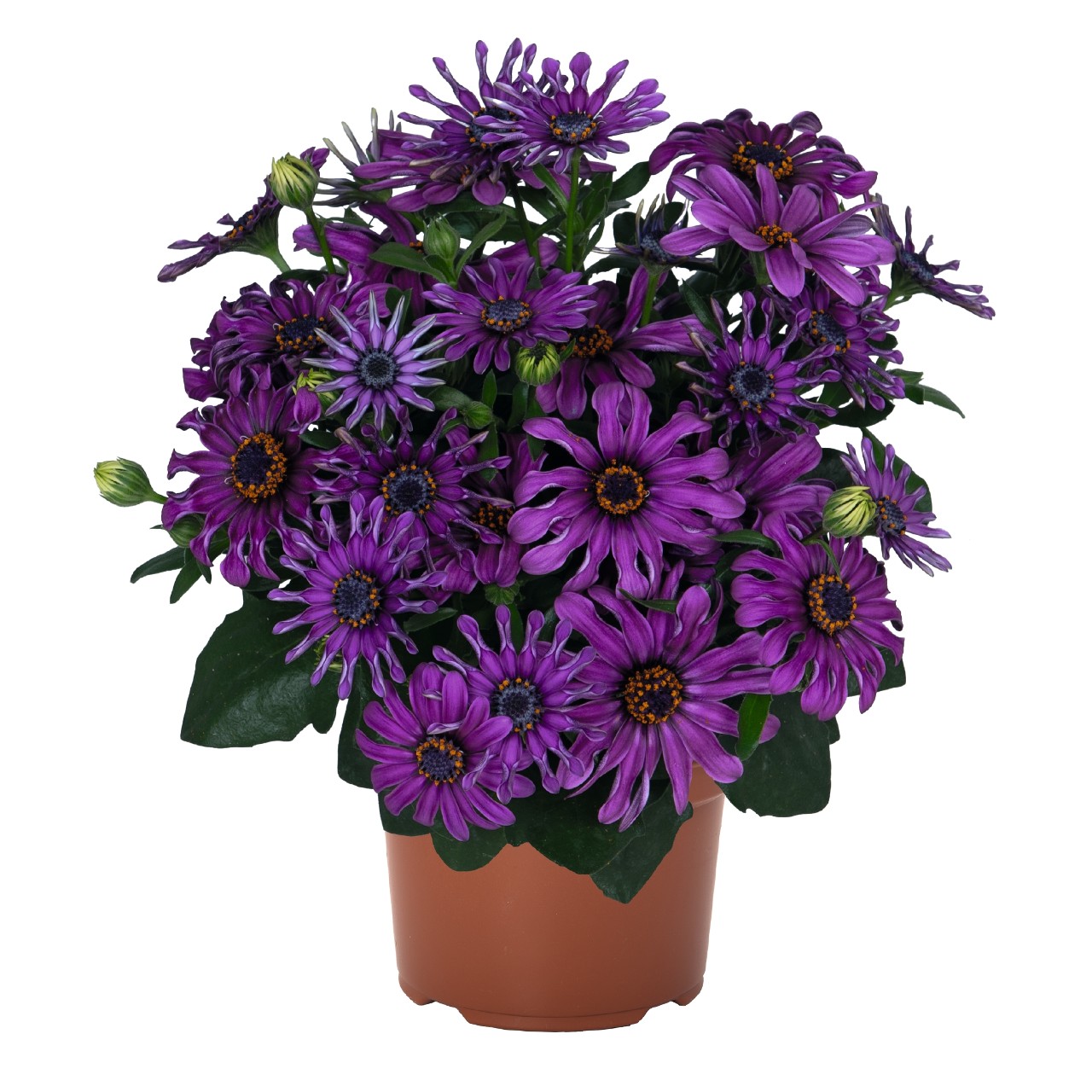 Остеоспермум Margarita Purple Spoon