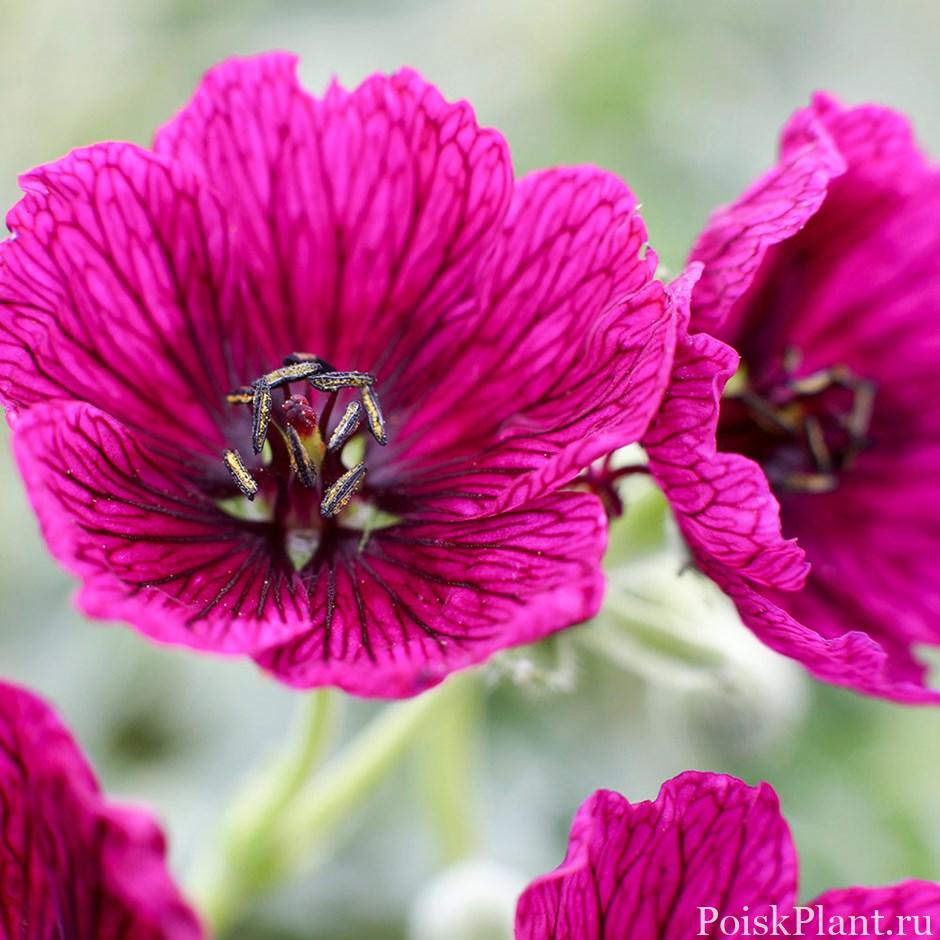 Герань пепельная Jolly Jewel Purple