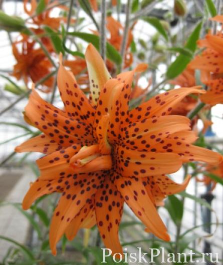 Лилия тигровая Flore Pleno