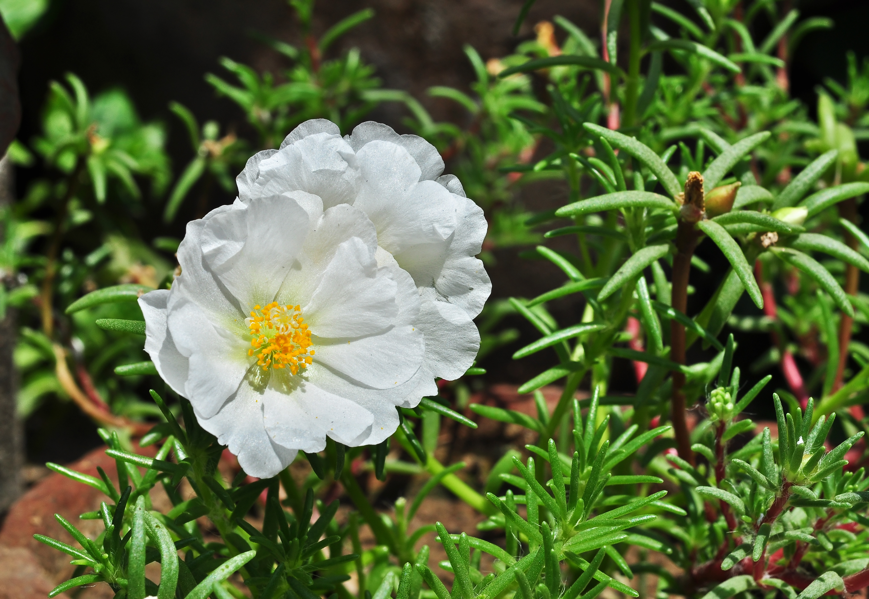 Роза грандифлора (Rose grandiflora Morgenrote)