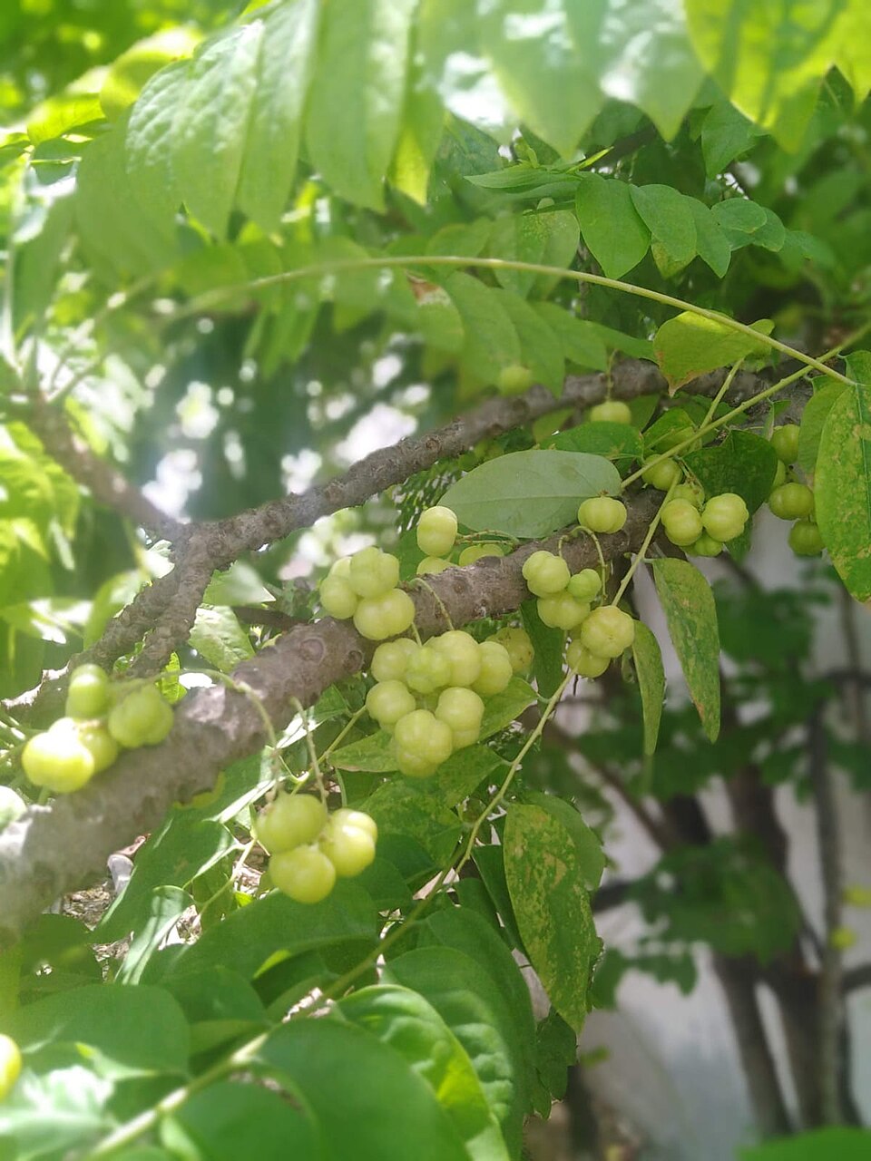 Крыжовник Командор