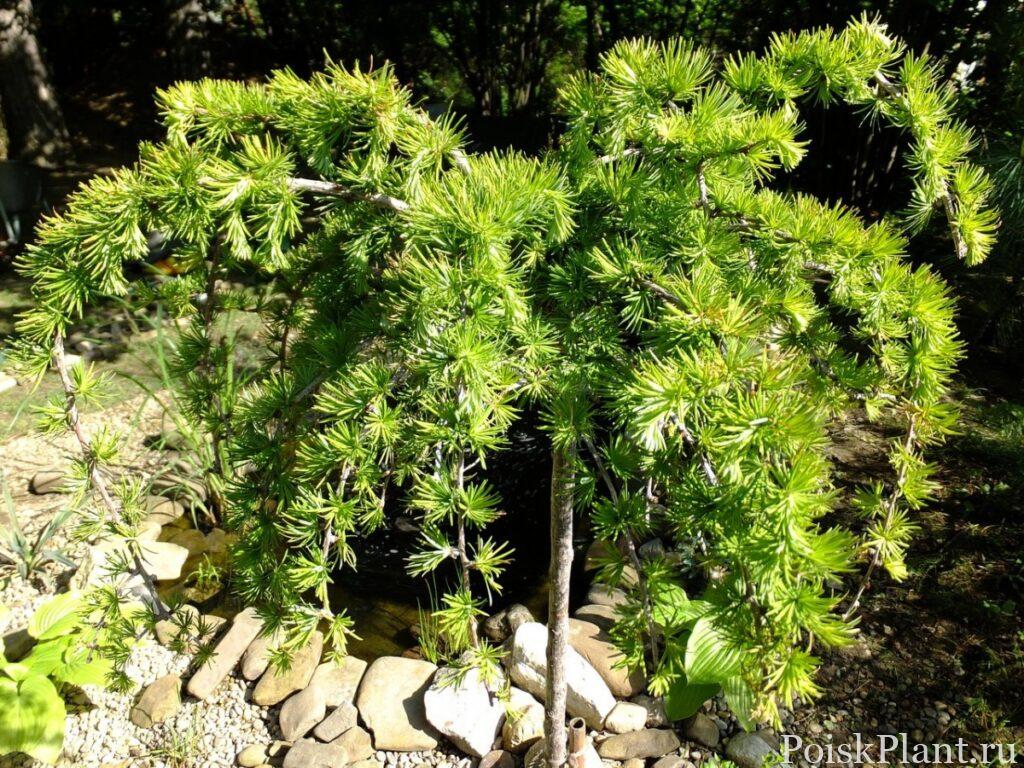 Лиственница европейская Repens