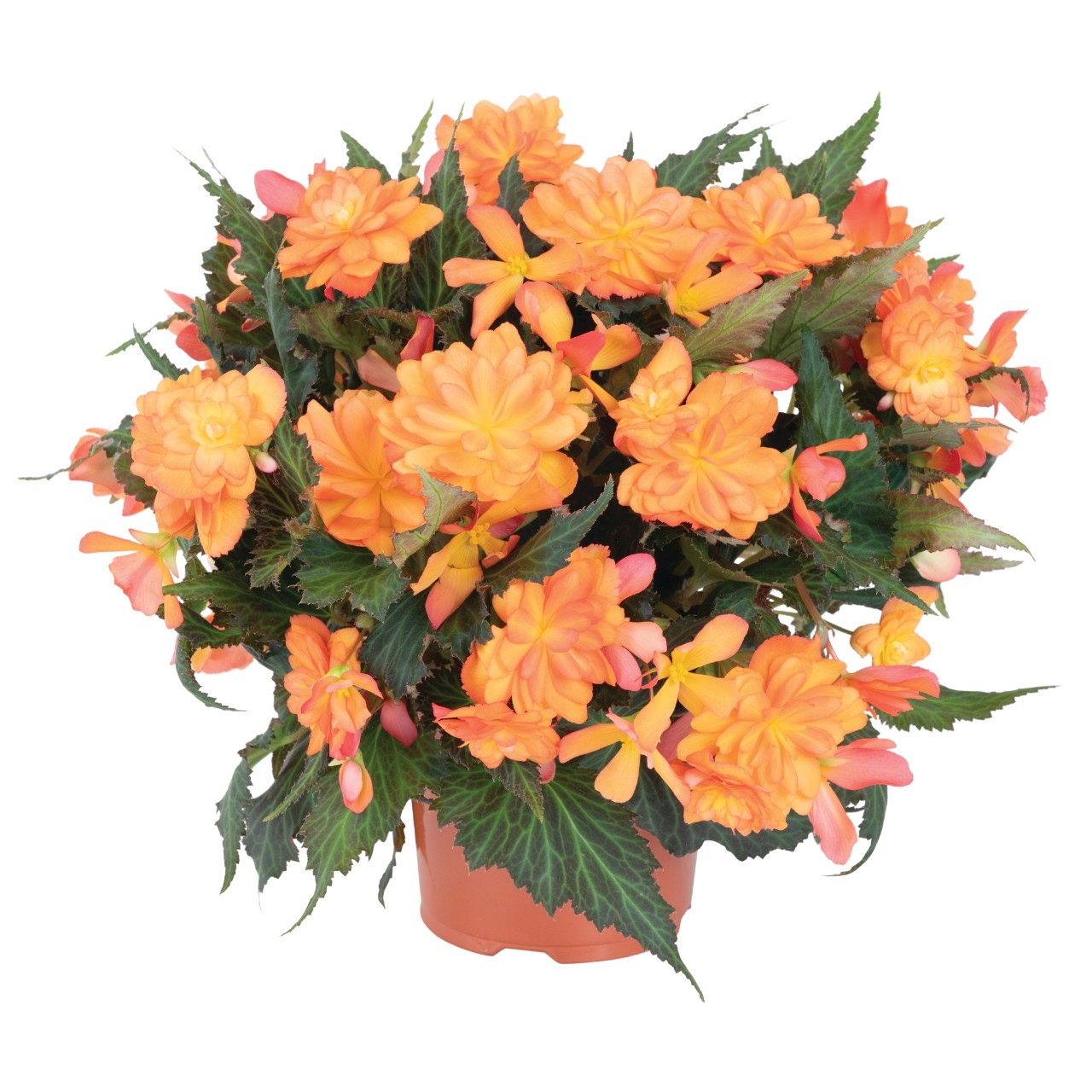 Бегония I'CONIA Portofino Orange