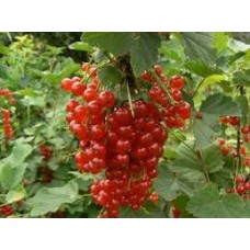 Смородина красная Натали (Ribes rubrum)
