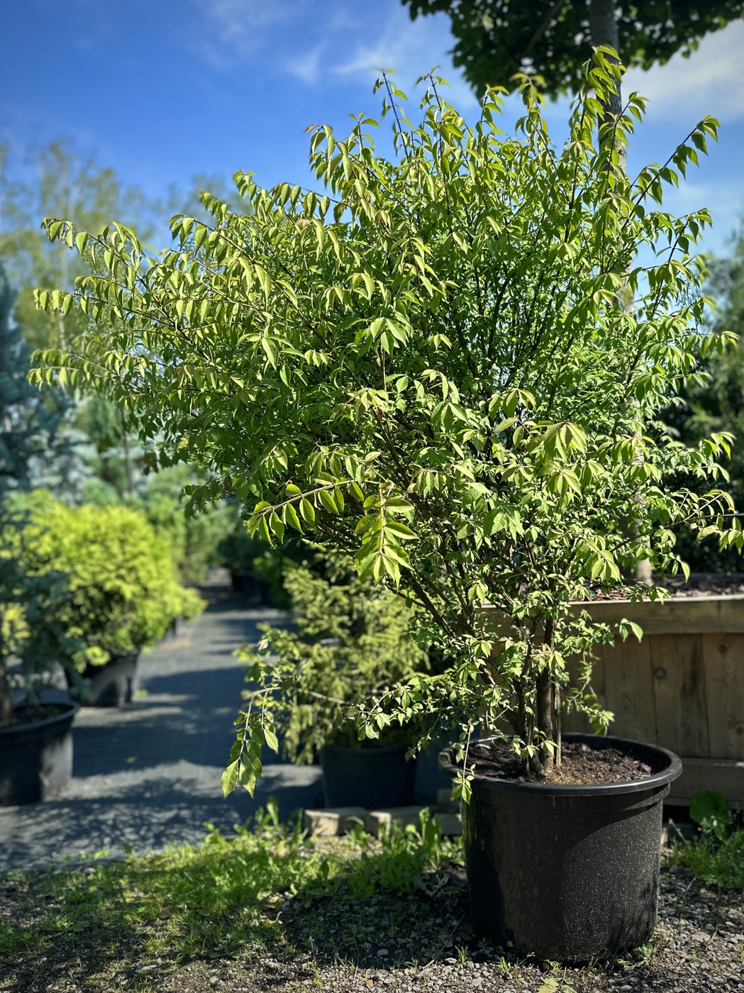 Бересклет крылатый Euonymus alatus