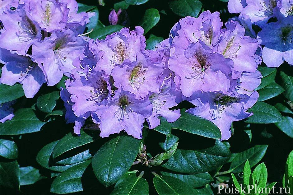 Рододендрон гибридный Lavender Princess