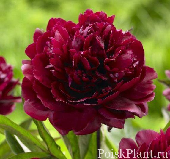 Пион травянистый Black Beauty