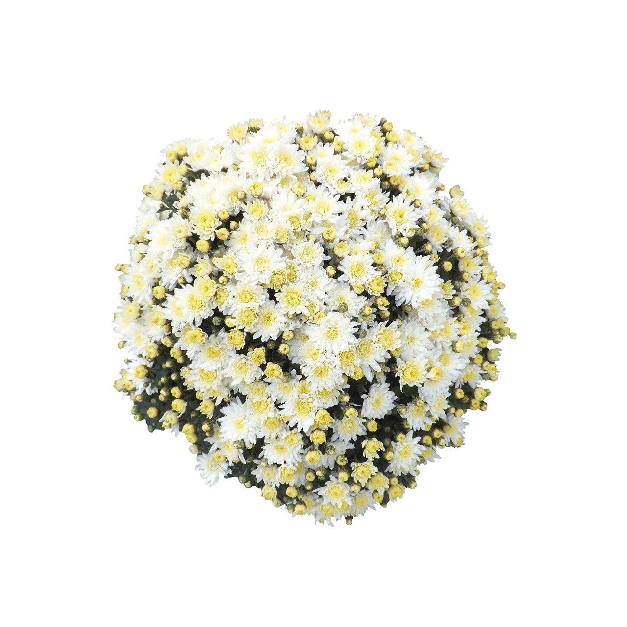 Хризантема Bliss White
