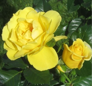 Роза Дукат