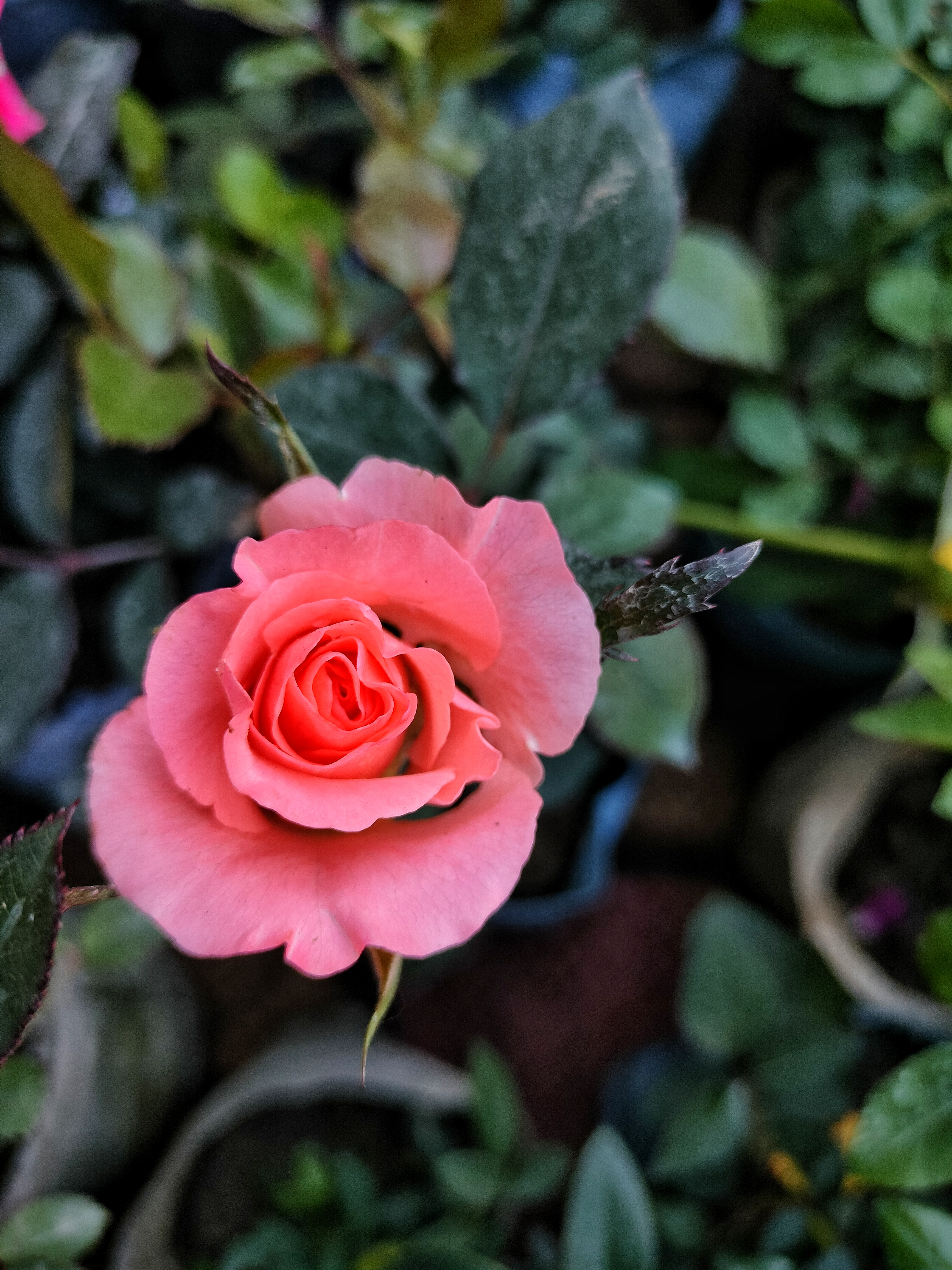 Роза флорибунда (Rose floribunda Coral Lions-Rose)