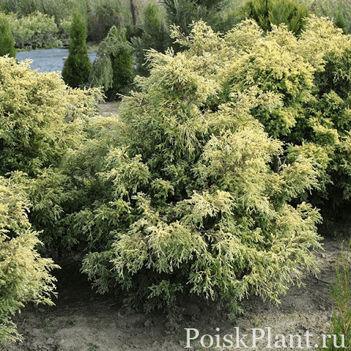 Кипарисовик горохоплодный Squarrosa Aurea Nana