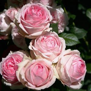 Роза "First Lady"