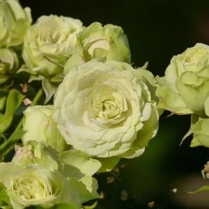 Роза "Lovely Green"
