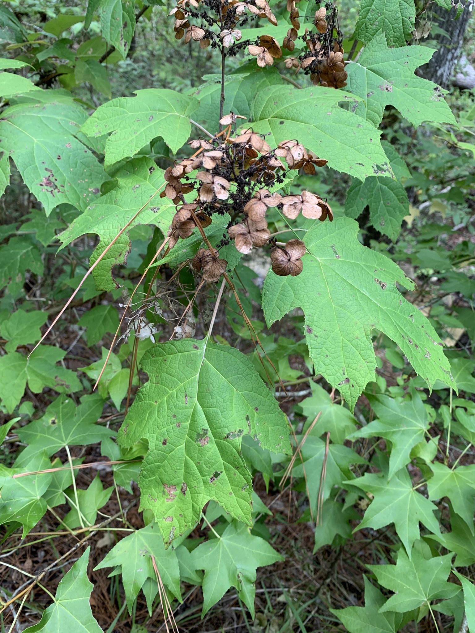 international backfill (iNaturalist): Hydrangea