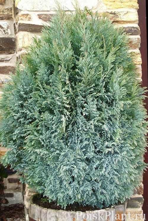 Кипарисовик Лавсона Chilworth Silver