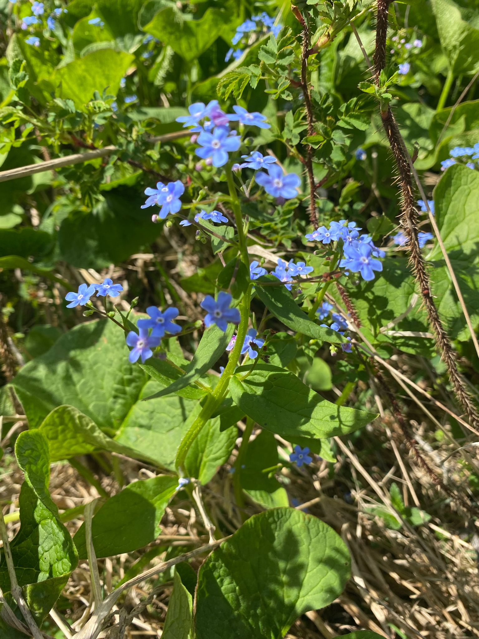 international backfill (iNaturalist): Brunnera