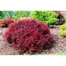 Барбарис тунберга (Berberis thunbergii Rose Glow)