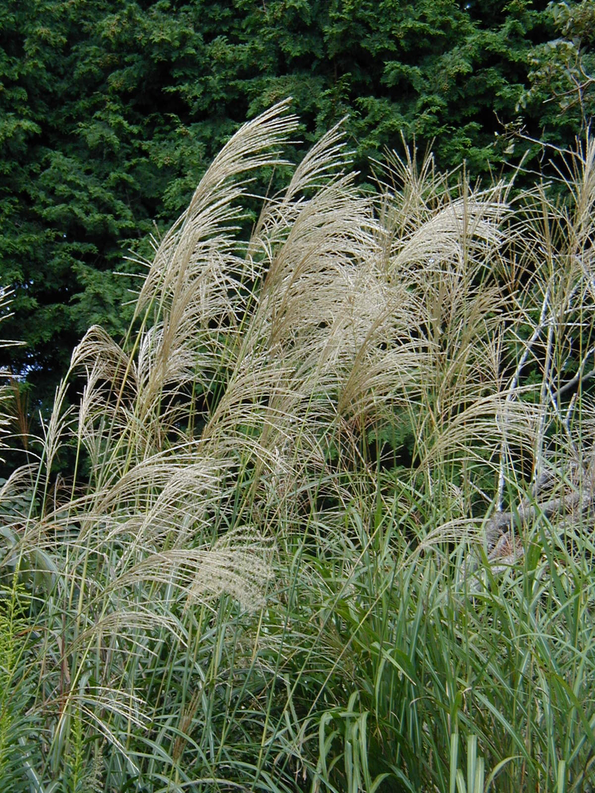 Мискантус китайский (сорт 'Yakushima Dwarf')