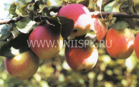 Яблоня Орловское полосатое