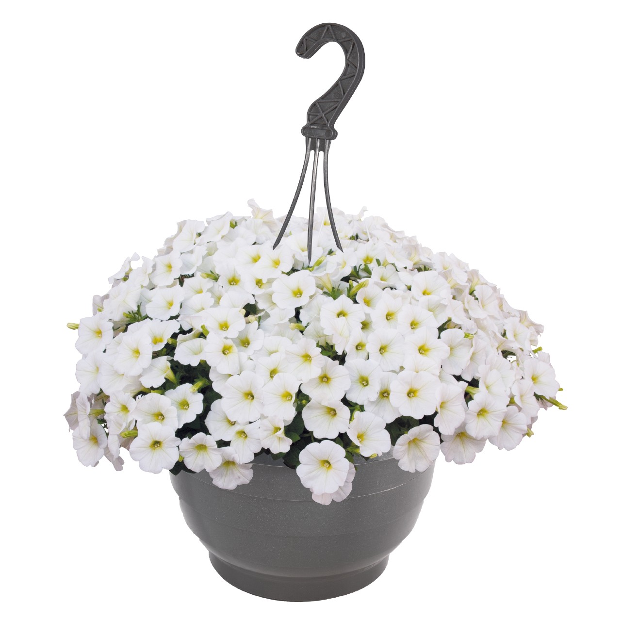 Петуния Sweetunia White