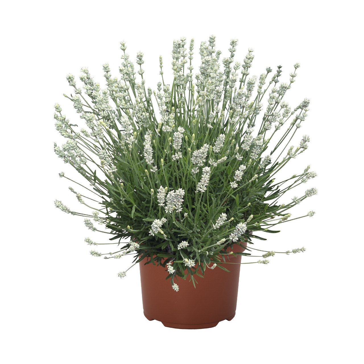 Лаванда angustifolia La Diva Spirit White