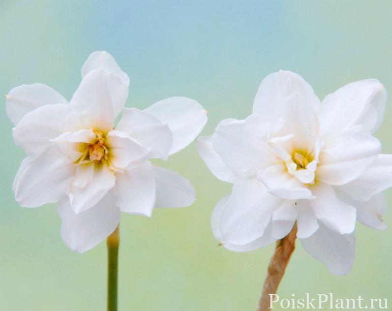 Нарцисс гибридный Albus Plenus Odoratus