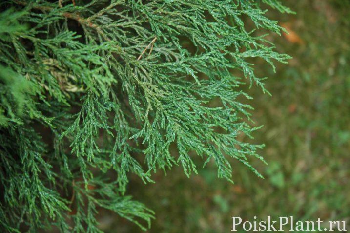 Кипарисовик Лавсона Lycopodioides