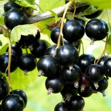 Смородина черная Бинар ЗКС