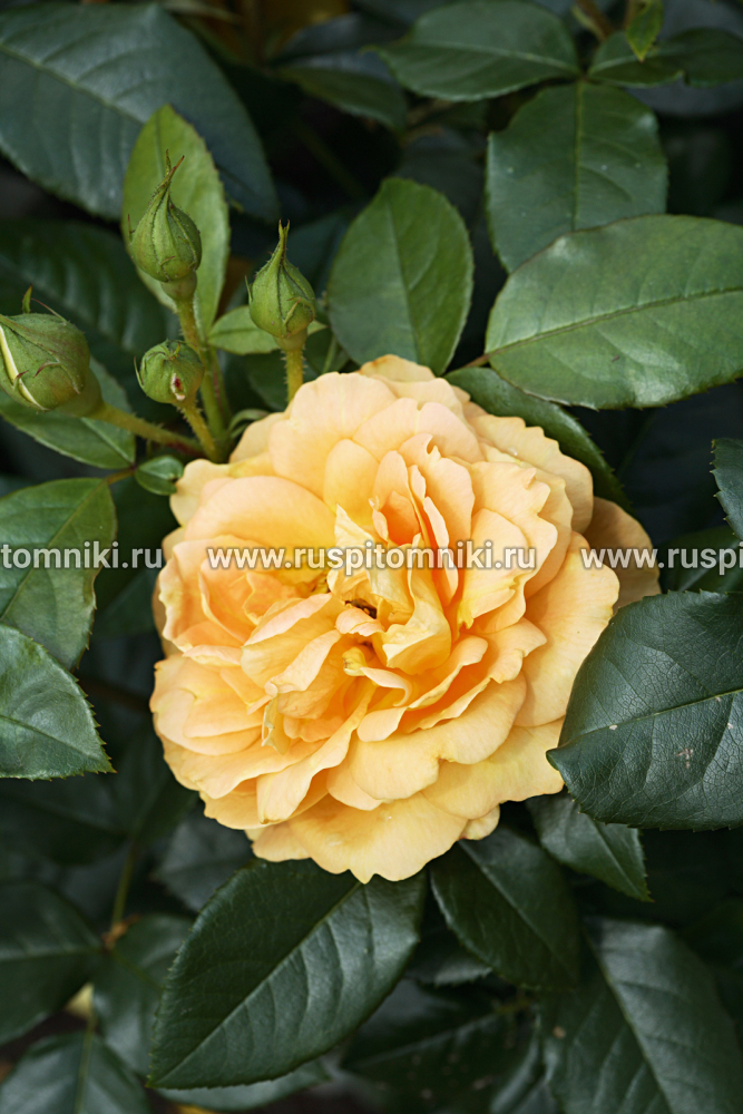 Розы Флорибунда Bernstein Rose’ = ‘TANeitber