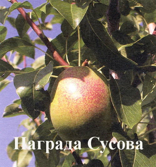 Груша Награда Сусова