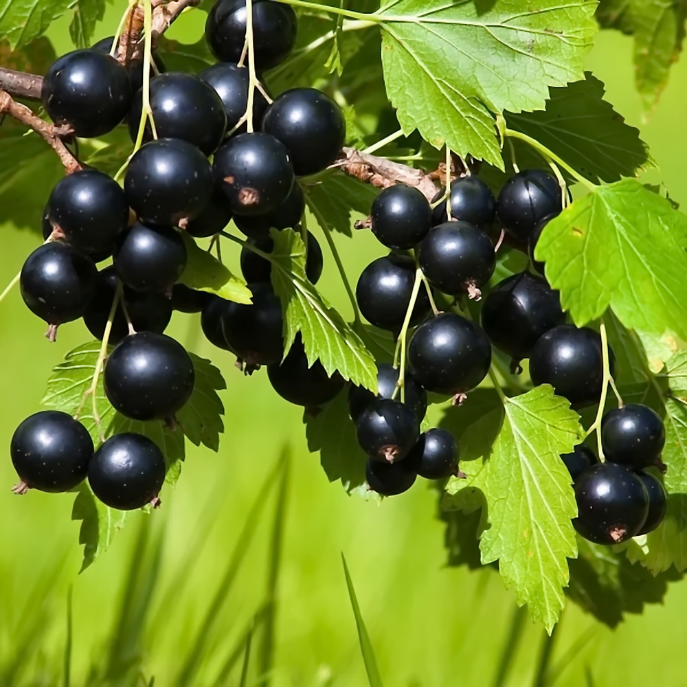 smorodina-ribes-chernaya