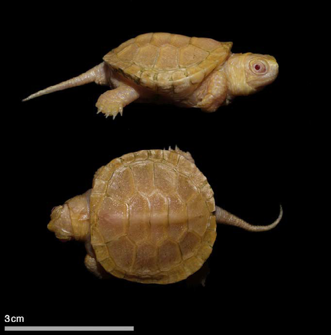 international backfill (iNaturalist): Persica