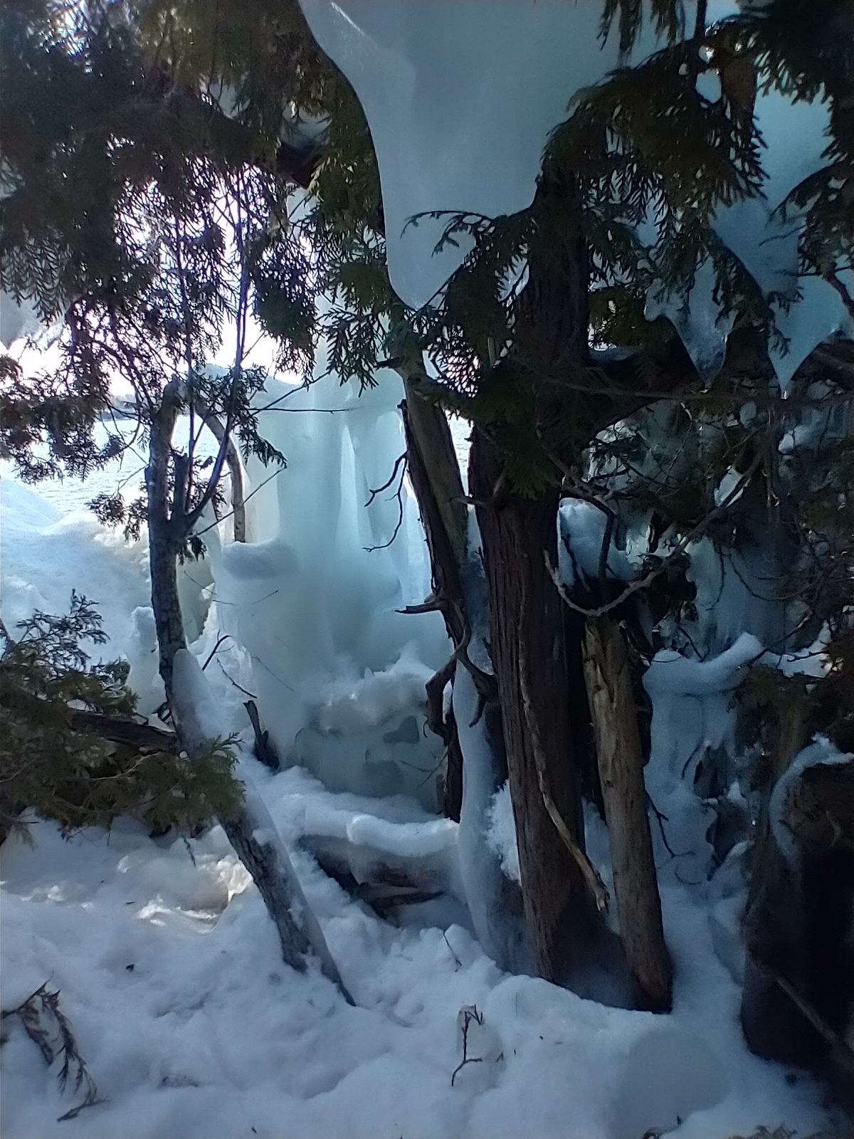 international backfill (iNaturalist): Thuja