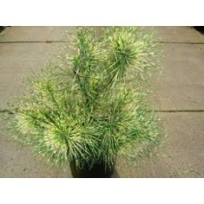 Сосна густоцветковая (Pinus densiflora Rainbow)