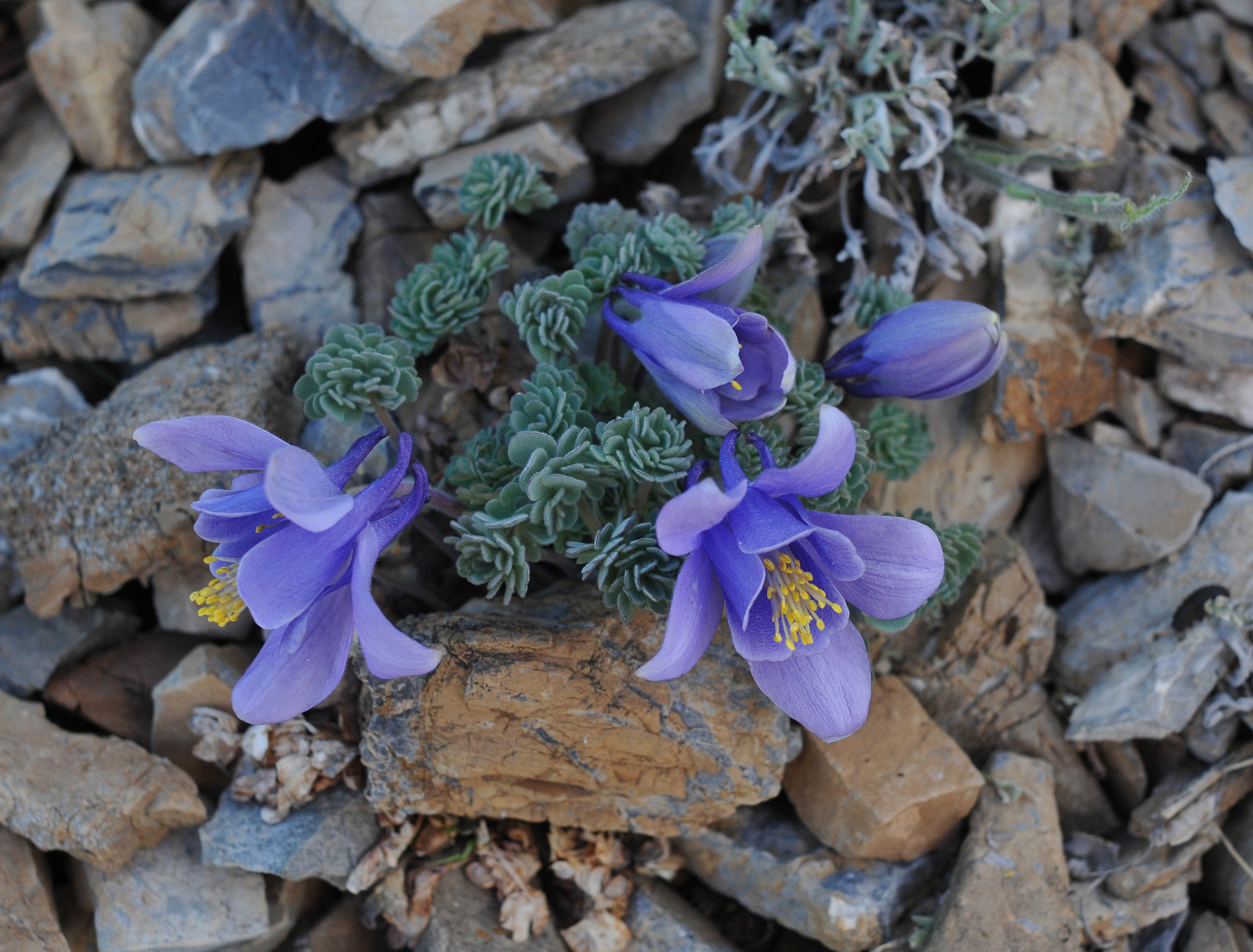 international backfill (iNaturalist): Aquilegia