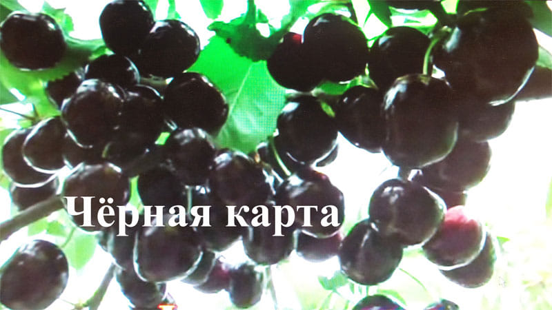 Черешня Чёрная карта