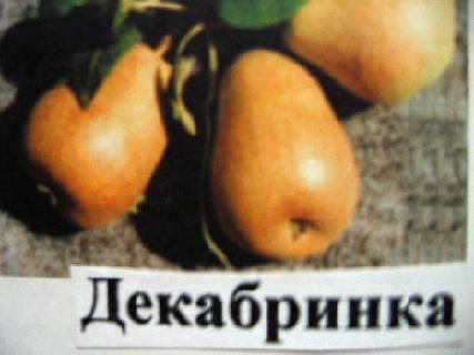 Груша Декабринка