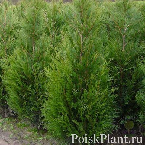 Туя складчатая Atrovirens