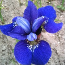 Ирис сибирский Blue Bird